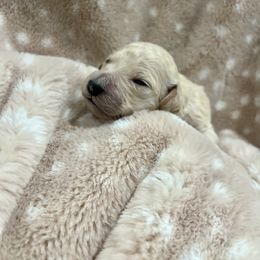Goldendoodle Puppies from Sugar Doodles