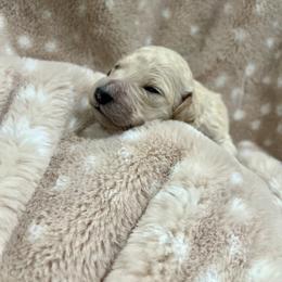 Goldendoodle Puppies from Sugar Doodles