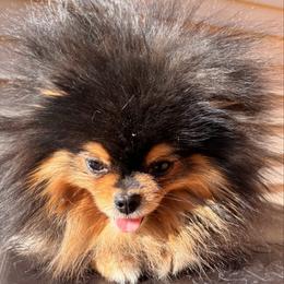 Snoop - Pomeranian