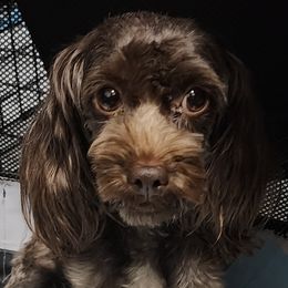 Havanese from Marcia Hamlet