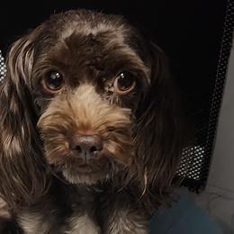 Havanese from Marcia Hamlet