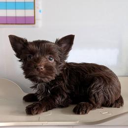 Darling - Liver female Yorkshire Terrier puppy in Gatesville, Texas from KontryKritterz Yorkies