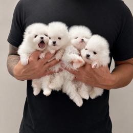 Cash - White male Pomeranian puppy in Las Vegas, Nevada from PupsByNikki