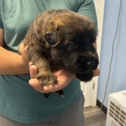 Orange - Sable German Shepherd puppy in Shelton, Connecticut from DaCruz K9s