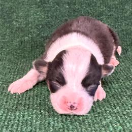 Marshal - Black and tan male American Corgi puppy in Hico, Texas from Chisholm Trail Kennels
