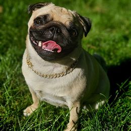 Fifi - Pug