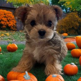 Milo - Morkie puppy from Sabrina's Morkie Poo’s