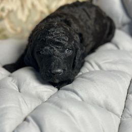 Spaghetti - Black male Poodle puppy in St. Johnsbury, Vermont from Poodles of the Northern Woods