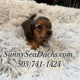 Dachshund puppies from SunnySeaDachs