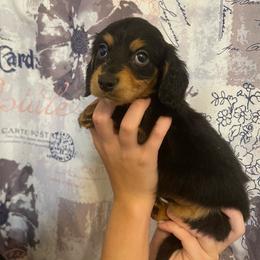 Yellow Girl - Black and tan female Dachshund puppy in California from Wild Weenies - Dachshund Ranch