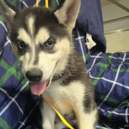 Girl 3 - female Siberian Husky puppy in Barrington, Illinois from Nikolay Veltchev