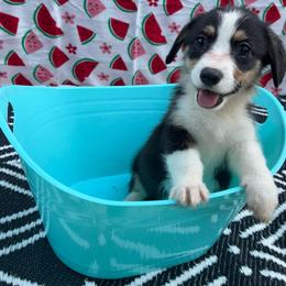 Johnny Dash - Black and tan male Pembroke Welsh Corgi puppy in Moore, South Carolina from Chaotic Corgi’s