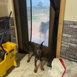 Girl 8 - Blue and rust female Doberman Pinscher puppy in Elgin, Texas from New Horizons Kennels