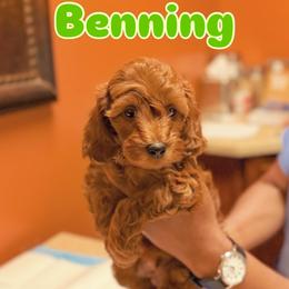 Cavapoo Puppies from Patriot Pups Cavapoos