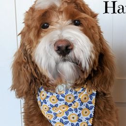 Harper - Goldendoodle