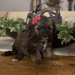 Snickers 1500 Valentines Special - Grizzle female Sheepadoodle puppy in Cartersville, Georgia from Simply Blessed Doodles