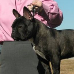 Apple - French Bulldog