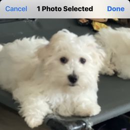 PARKER - White male Coton de Tulear puppy in Freeport, Texas from H❤️PE COTONS