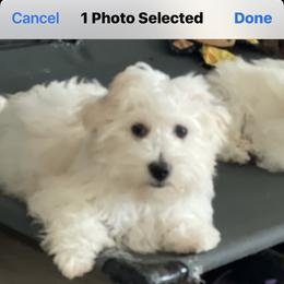 PARKER - White male Coton de Tulear puppy in Freeport, Texas from H❤️PE COTONS