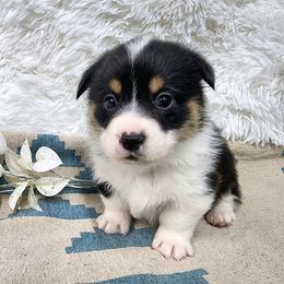 RM Male 3 - Black and tan male Pembroke Welsh Corgi puppy in Duluth, Minnesota from Up North Corgis