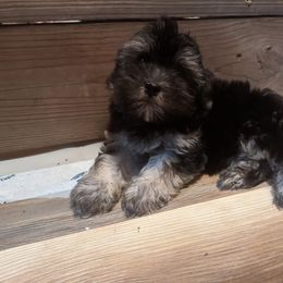 Te fiti - Havanese puppy from Third Coast Havanese
