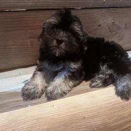 Te fiti - Havanese puppy from Third Coast Havanese