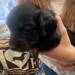 ZUMA - Black and tan female Dachshund puppy in Elizabethtown, Kentucky from Teeny Tiny Puppy Tails
