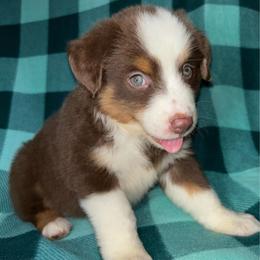 Nina - Red tri female Toy Australian Shepherd puppy in Hokes Bluff, Alabama from Alegria Toy Aussies