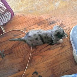 Carol - Dapple female Dachshund puppy in Harriet, Arkansas from B&K Dachshunds