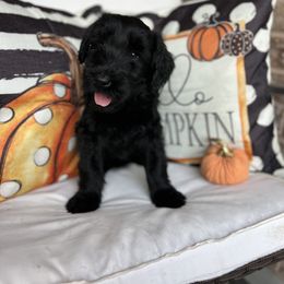 Giant Schnauzer and Miniature Schnauzer Puppies from Hillside Kennels