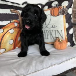 Giant Schnauzer and Miniature Schnauzer Puppies from Hillside Kennels