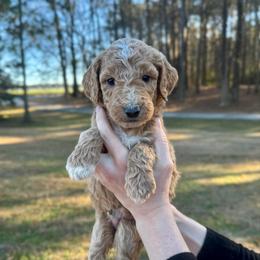 Mittens - Apricot male Goldendoodle puppy in Kenansville, North Carolina from J+A Family Doodles