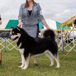 Kenai - Alaskan Malamute