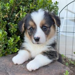Eleanor - Black and tan female Pembroke Welsh Corgi puppy in Beggs, Oklahoma from Blue Diamond Corgi’s
