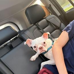 Boy 1 - Seal and white male Boston Terrier puppy in South Of Boston, Massachusetts from Boston Collections