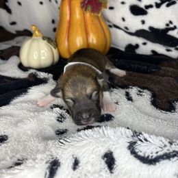Bailey - Sable female American Corgi puppy in Springfield, Missouri from Taylor’s Corgis