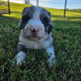 Mint - Merle female Bernedoodle puppy in Shelby, North Carolina from Forever Grateful Doodles