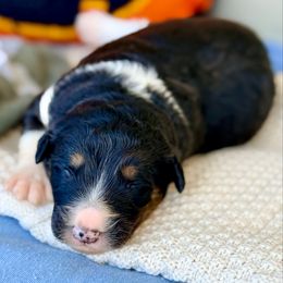 Scout - White and black male Bordoodle puppy in Eastman, Georgia from Dood B Ranch