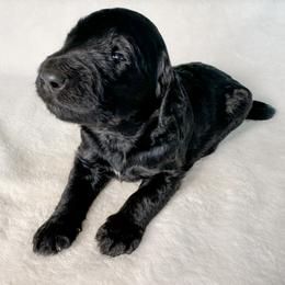 Wayne - Black male Goldendoodle puppy in Osage City, Kansas from Golden Ridge Goldens