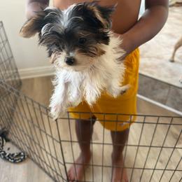 Bella - Parti female Yorkshire Terrier puppy in Jamul, California from Socal Puppy