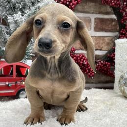 Blair - Sable female Dachshund puppy in Industry, Illinois from KDKs Kennels