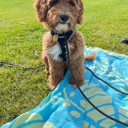 Goldendoodle All Grown Up from Goldendoodle AZ