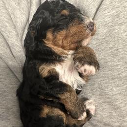 Bernedoodle Puppies from Bernied00dle Love