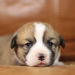 Pembroke Welsh Corgi Puppies from Ayers Acres Corgis
