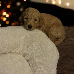 Bentley - Apricot male Goldendoodle puppy in Sanderson, Florida from Serenity Goldendoodles