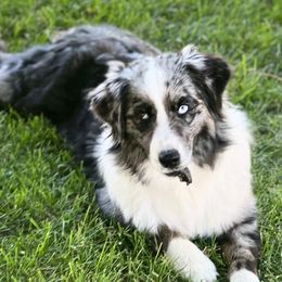 STORM - Australian Shepherd