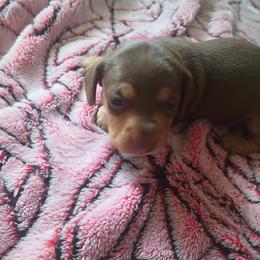 Boy 2 - male Dachshund puppy in Michigan from Amberly's Dachshunds