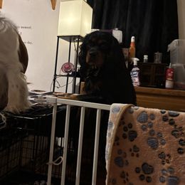 Cavalier King Charles Spaniel Puppies from Family first cavaliers