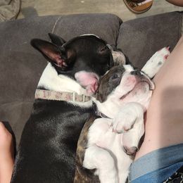 Boston Terrier Puppies from Howell Terriers
