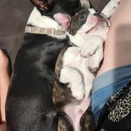 Boston Terrier Puppies from Howell Terriers
